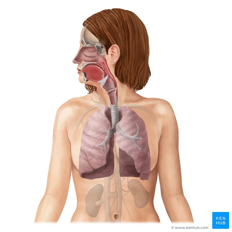 yGzh777edzyFIxM5TAT8IA Respiratory system