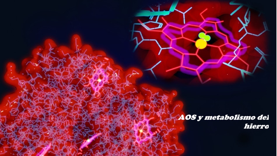metabolismodelhierro1