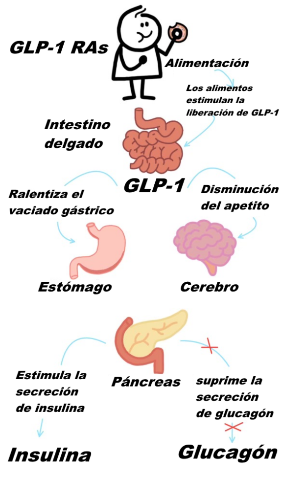 GLP 1 Signaling in the Body es